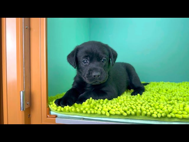 (子犬) 犬種：ラブラドール・レトリーバー 女の子 ブリーダー マロニエケンネル　MARRONNIER KENNEL k4060の画像