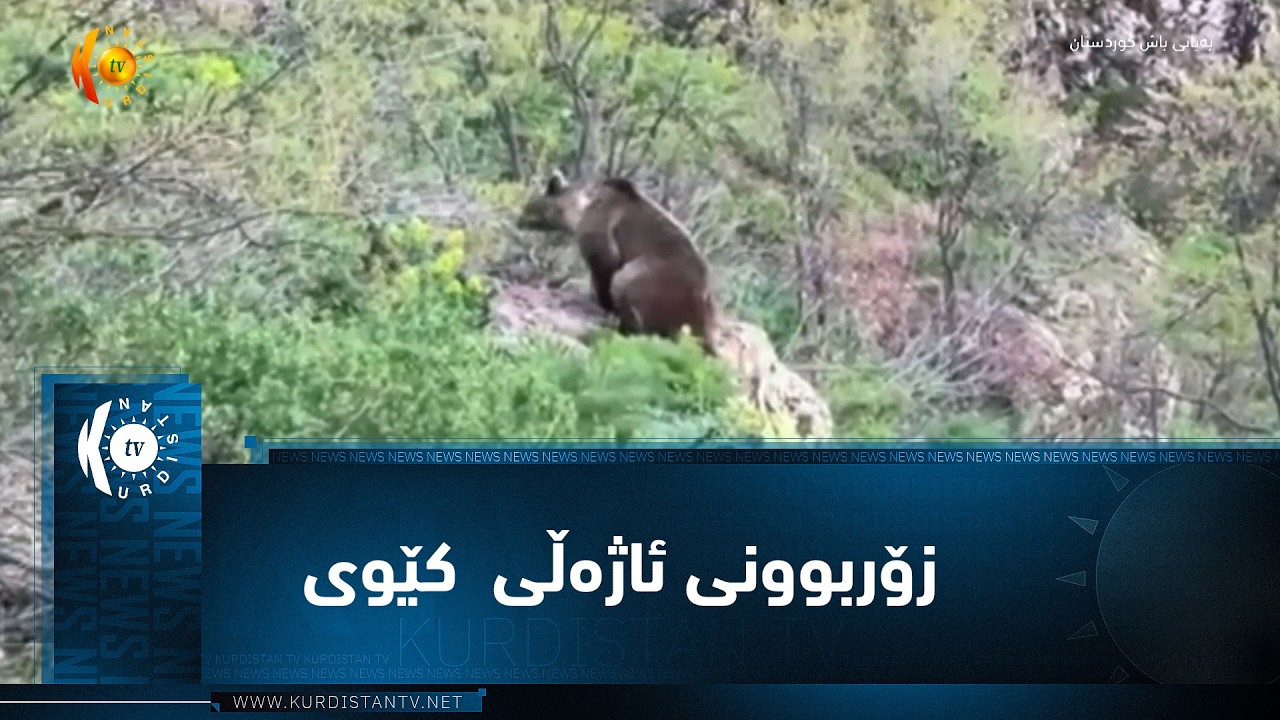 ڤیدیۆ | سیدەکان .. زۆربوونی ئاژەڵی  کیوی و ورچ لە ناوچە شاخاوییەکان