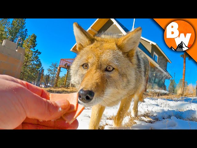 Pronúncia de vídeo de coyote em Inglês