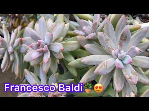 Floracion del Francesco Baldi😍