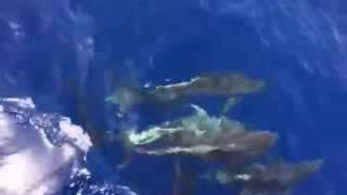 preview picture of video 'Whale watching La Gomera'