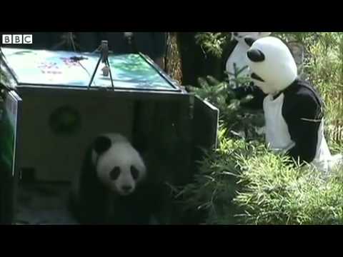 BBC News China releases giant panda into the wild