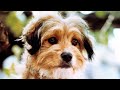 Higgins the Dog ~ Star of Benji | Petticoat Junction | Beverly Hillbillies | Lassie | Mooch