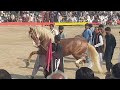 Horse dance mella jhanghar Laal di 15/2/2024 culture punjabi Rang punjabi mella punjabi