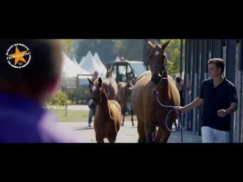Trailer Foal Auction Prinsjesdag 2018