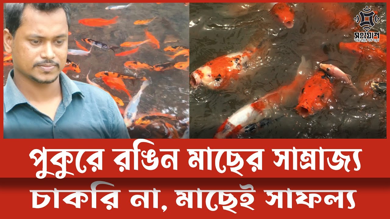 রঙিন মাছের রাজত্বে ছাত্র থেকে উদ্যোক্তা হওয়ার গল্প