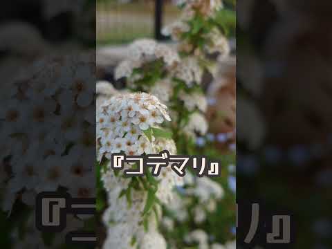 白いユリの花、多年草の庭、完全な太陽