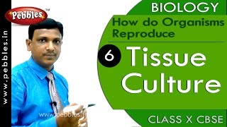 Tissue Culture |How do Organisms Reproduce |Biology |CBSE Class 10 Science