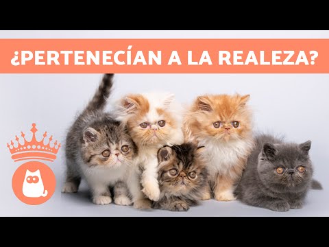 10 Interesting Facts about the Persian Cat 🐱 Did you know them?