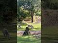 Disney S Animal Kingdom Theme Park Zebra S Kilimanjaro Safaris