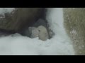 Белый медвежонок впервые увидел снег. 