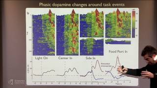 Basal Ganglia Architecture for Reinforcement Learning