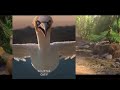 Scuttle Sebastian And Sofia The Seagull Is Are Trying Help With Pinocchio And Sabina