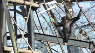 preview picture of video '好奇心旺盛な“チンパンジー／Chimpanzee”［4K］ZOO Feel the Life'