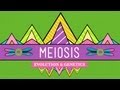 Meiosis Where The Sex Starts Crash Course Biology 13