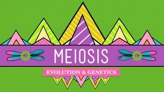 Download lagu Meiosis Where the Sex Starts Crash Course Biology ... mp3