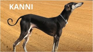 Kanni, a rare South Indian dog