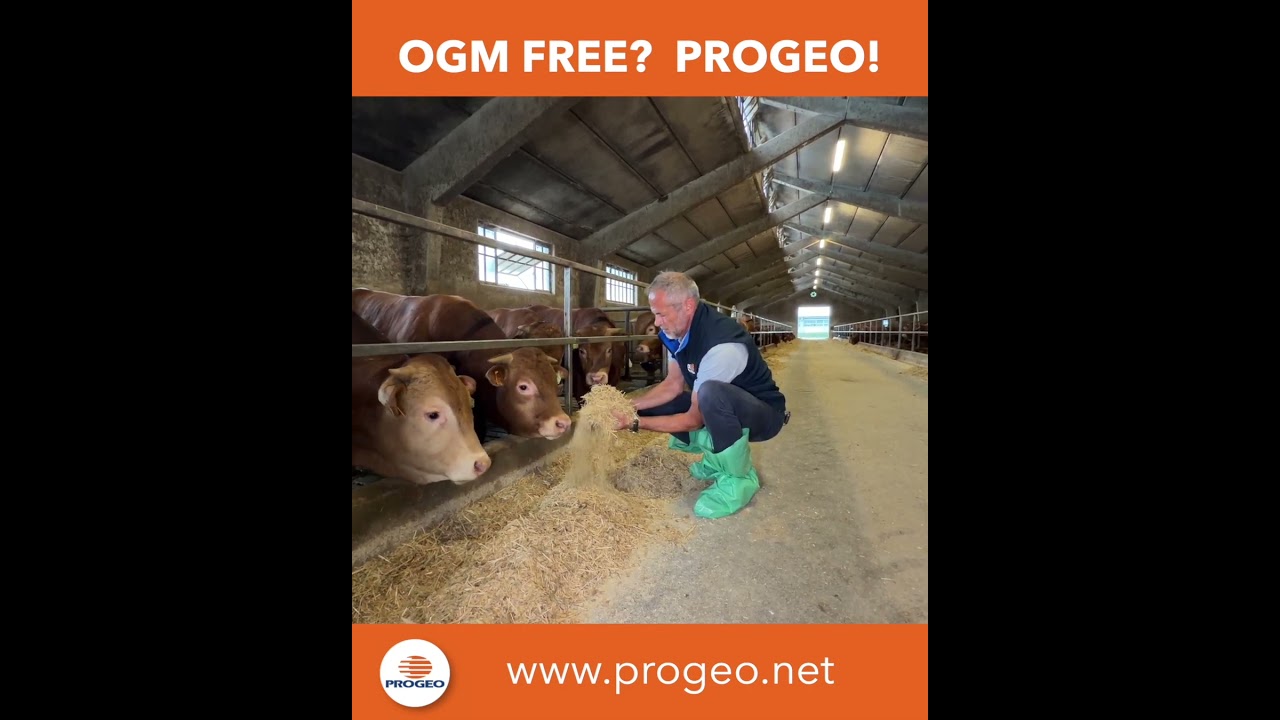 OMG free? Progeo!