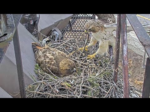 Arthur Drops A Snake For Big Red At Cornell Hawks Nest – March 30, 2025