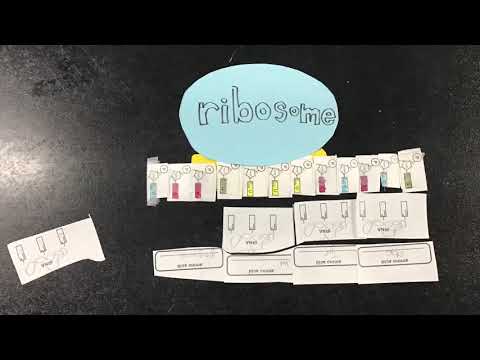 protein synthesis: londyn, yue, alex, danny