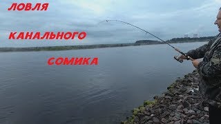 Прикормка хлеб и плавленный сыр на канального сомика