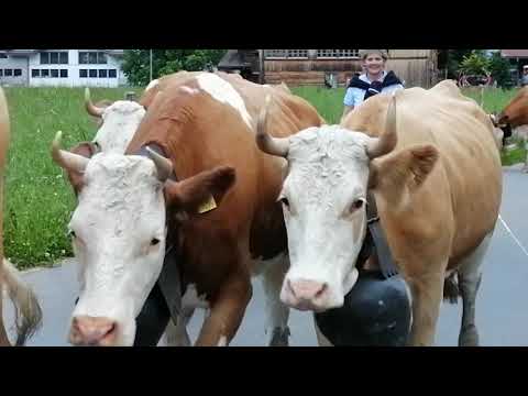 Zügleta ins Unter dem Birg Inniger Stefanie und Sam.