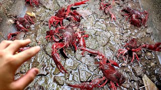 クルマ海老をみてお腹空いたら普通はクルマ海老を食べたくなるんよ - この時期の水路はザリガニが拾い放題