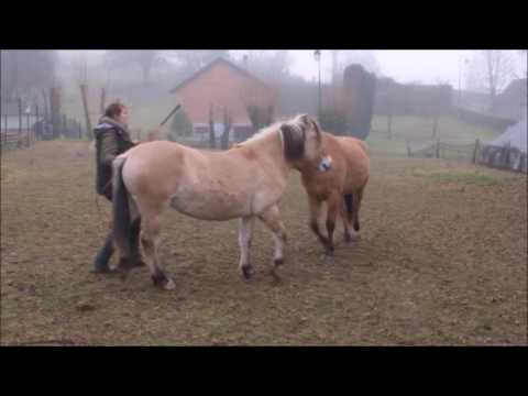 séance ethologie 09 12 2016
