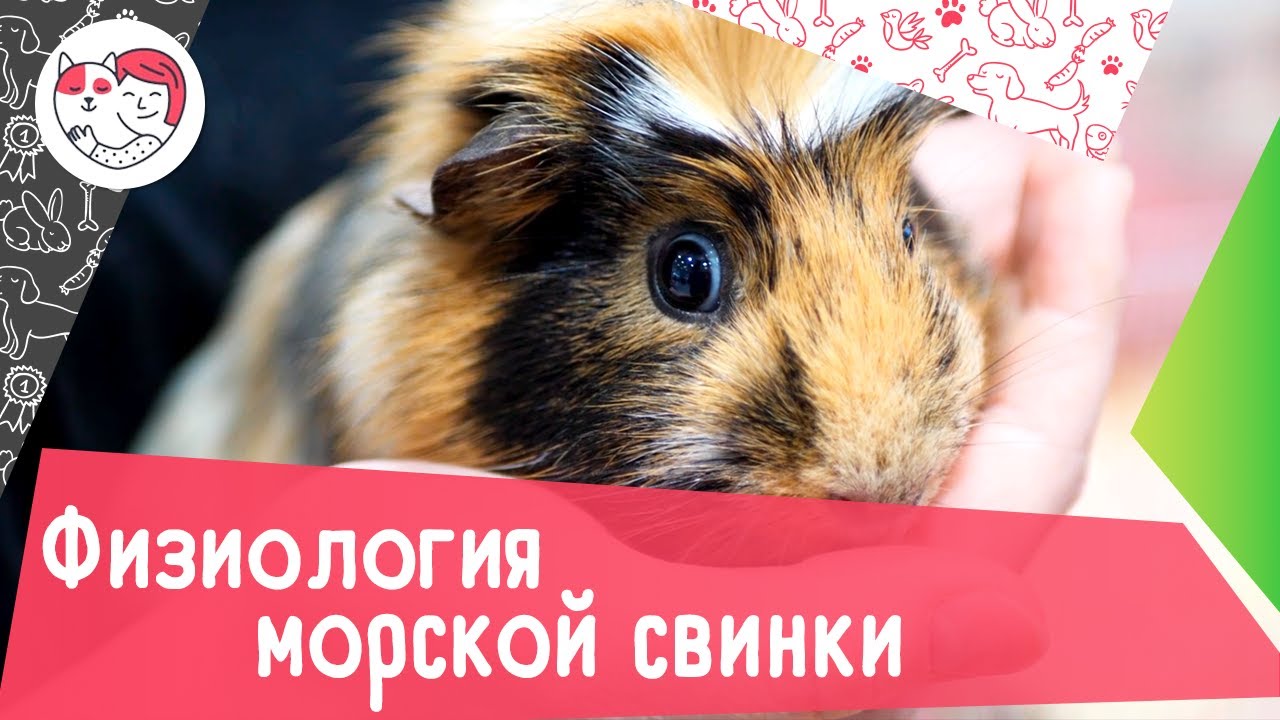 6 интересных физиологических особенностей морских свинок