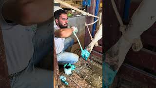 Fazendo casco da vaca que está mancando !! 🐄