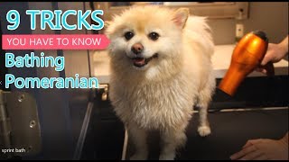 Pomeranian home bath tips you have to know [Sprint]