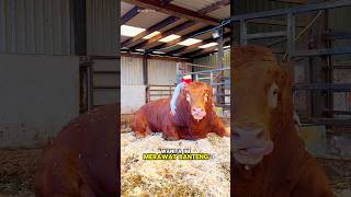 Download lagu Persahabatan Banteng dan Majikannya 😊 mp3