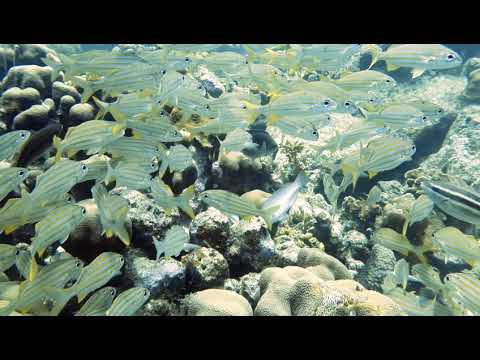 A School of Grunts at the Angel City dive site, Bonaire