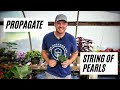 How to Propagate String of Pearls |Simple and Easy|
