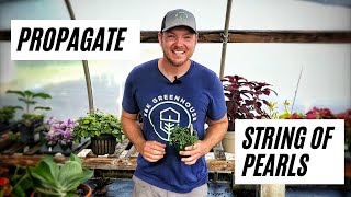 How to Propagate String of Pearls |Simple and Easy|