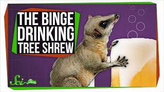 This Binge-drinking Tree Shrew Could Probably Outdrink You