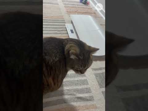 Shelter aims to help 'chonky' cats get healthy and adoptable #Shorts