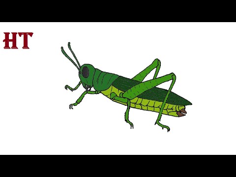 How to draw a grasshopper step by step
