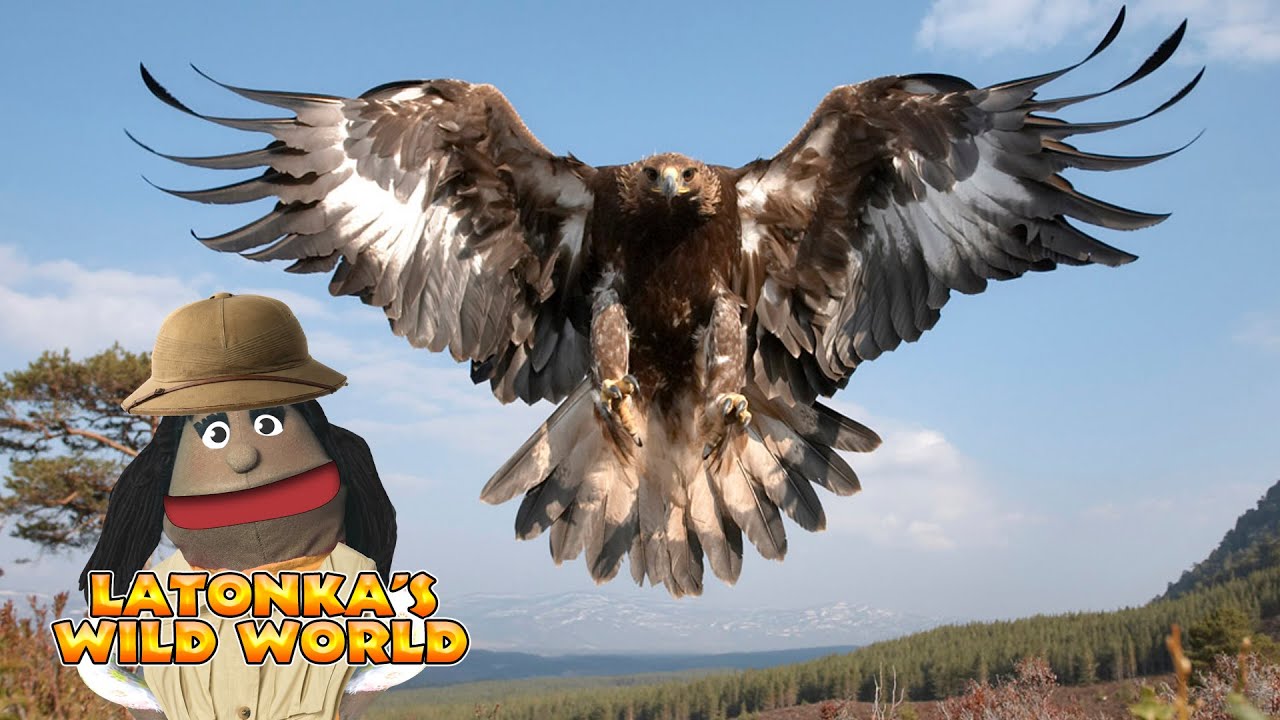 LaTonka's Wild World - Eagle vs Goat