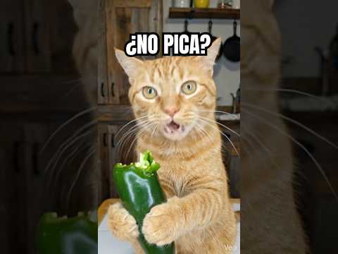 Pruebo el chile jalapeño. Naranjito ASMR. #gatos #gato #asmr #cat #humor