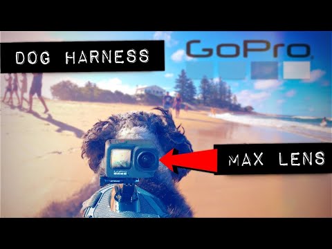 GoPro Max Lens Mod 🐶 DOG POV Harness
