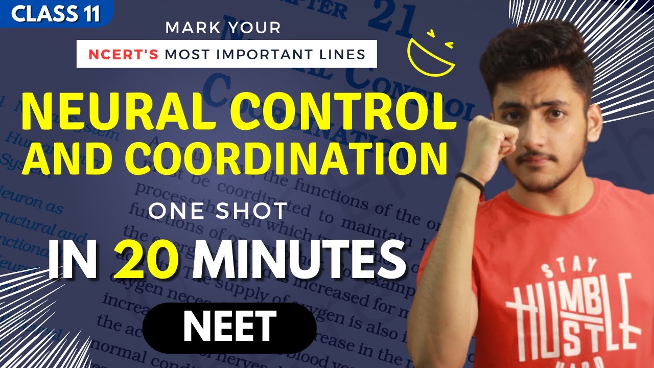 Neural Control and Coordination Class 11 | Biology | For NEET | Full Revision In 20 Minutes