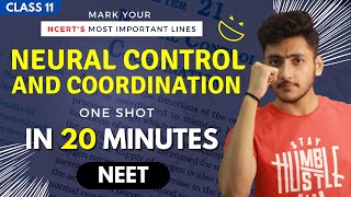 Neural Control and Coordination Class 11 | Biology | For NEET | Full Revision In 20 Minutes
