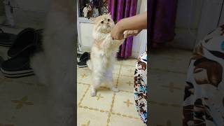 Download lagu Kuku Dance🙀 #cute #dance #cat mp3