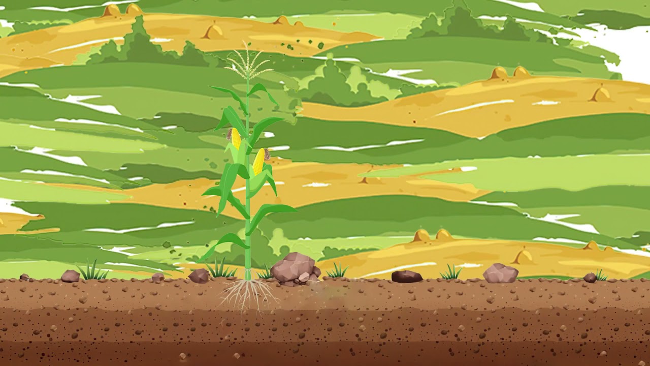 Animação: Correção do Solo