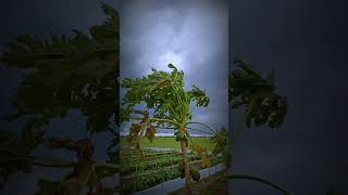 Download lagu #shorts | Suara Asli Gemuruh Angin Kencang di Pematang Sawah | Real Misterius Serem Banget ✌️ mp3 Download lagu #shorts | Suara Asli Gemuruh Angin Kencang di Pematang Sawah | Real Misterius Serem Banget ✌️ mp3