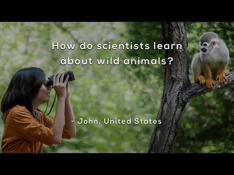How do scientists learn about wild animals