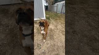Video preview image #1 Boxer Puppy For Sale in  Katy, TX, USA