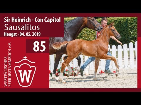 85 Sausalitos Hengst v. Sir Heinrich - Con Capitol