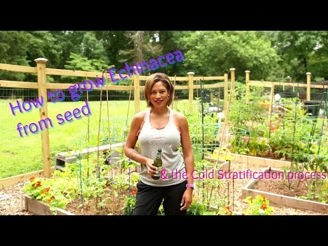 Echinacea: How to start Echinacea or Coneflower from Seed